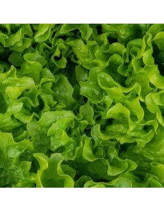 Lechuga Iceberg