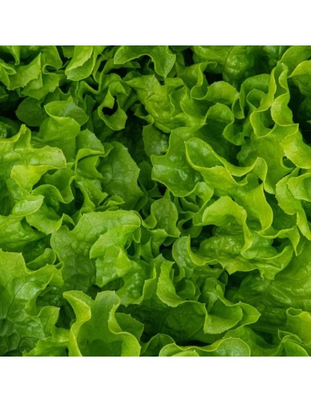 Lechuga Iceberg