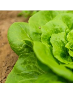 Lechuga Iceberg 2